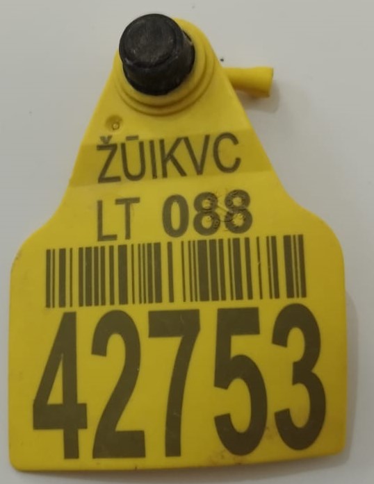 Kulak Küpesi